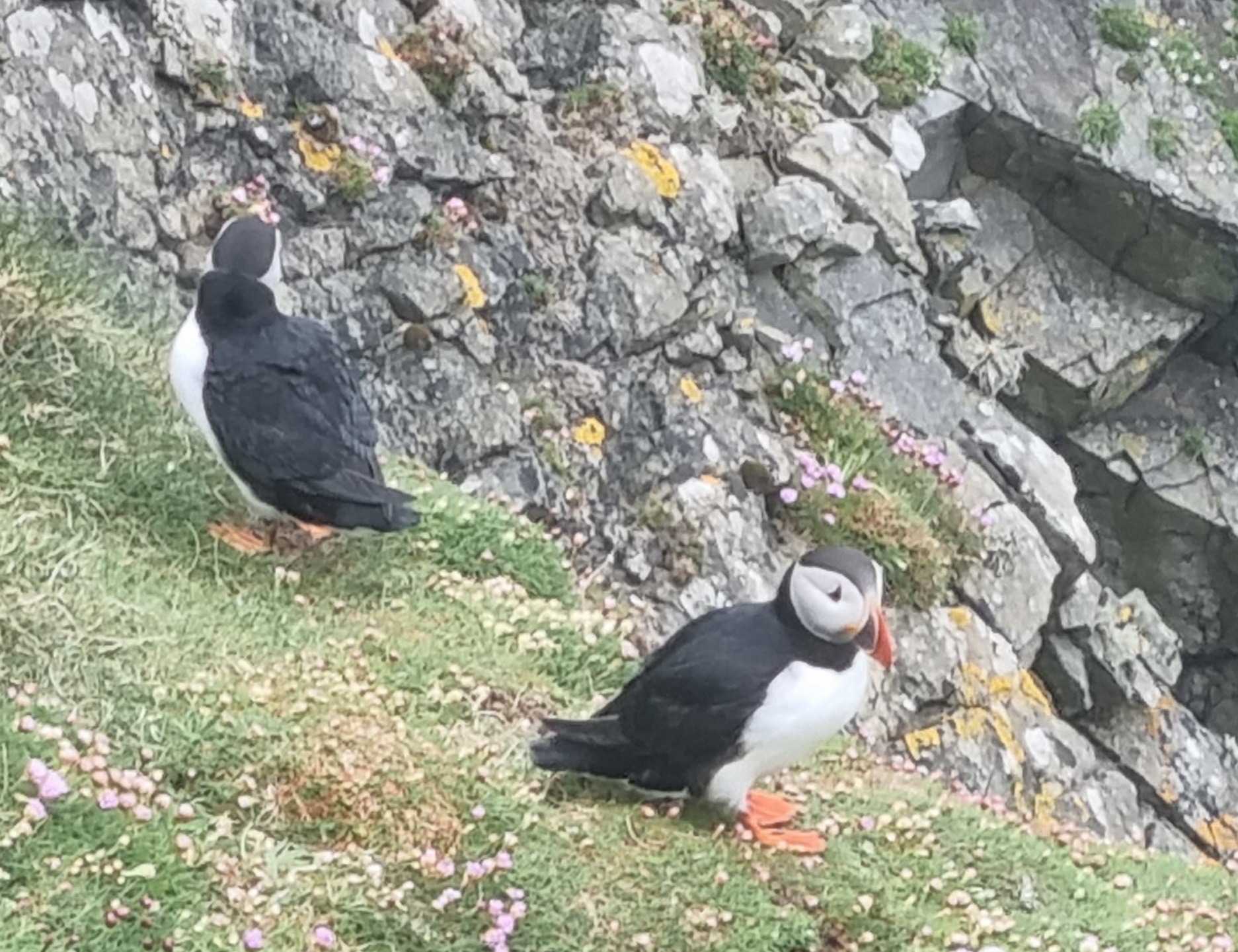 Puffins on a cliff in Shetland | Blog | Technical translation